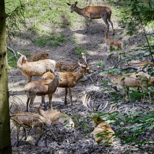 Hirsche in der Sule